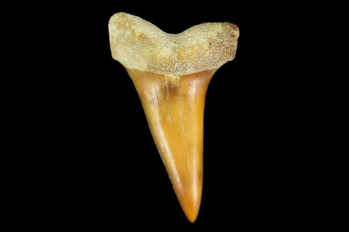 Colorful White/Mako Shark Tooth Fossil - Sharktooth Hill, CA #114052